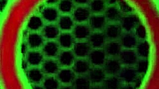 sexy kimber lee in panties rides her favorite dildo on the bed for solo anal orgasm with big ass shaking