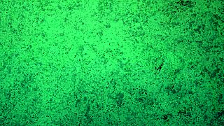 Subtle thong panties tease with big ass shaking and pussy lips worship in amateur brunette style