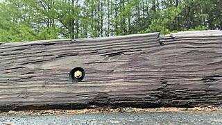 I captured Clitlicker662 in the forest flashing hairy pussy during solo masturbation. Update 32 img 1340 from Feb 16 2025 shows wild outdoor orgasm.