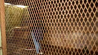 Stunning Beauty In Black Sucks Huge Cock Before Doggystyle Pounding