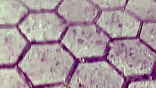 Unknown tinder latina bends over for first time doggystyle with juicy wet pussy spreading and double orgasm moans