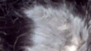 The naughty Brazilian wife gets wild with amateurs in this pornstar scene