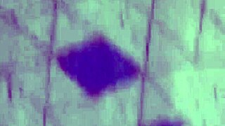 Vivi Guedez Makes Adult Film With Assfucking Anal