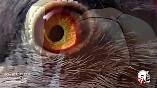 超肥大屁股狂扭，屁股控必看大臀福利！